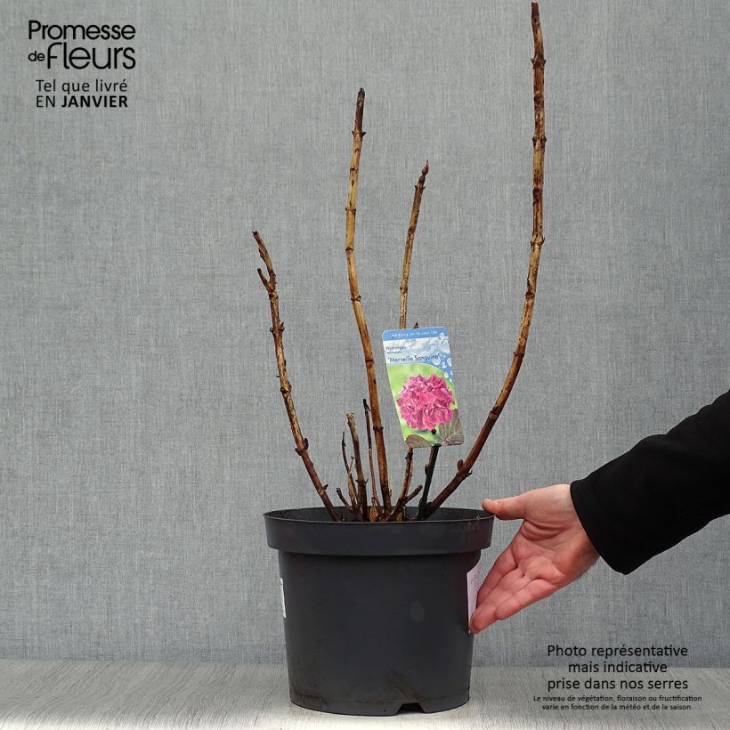 Spécimen de Hortensia - Hydrangea macrophylla Merveille Sanguine en pot de 7,5L/10L tel que livré en hiver