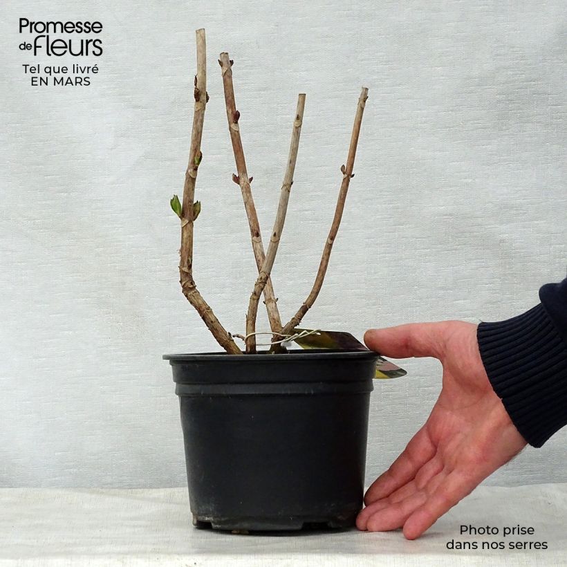 Spécimen de Hortensia - Hydrangea macrophylla Messalina tel que livré au printemps