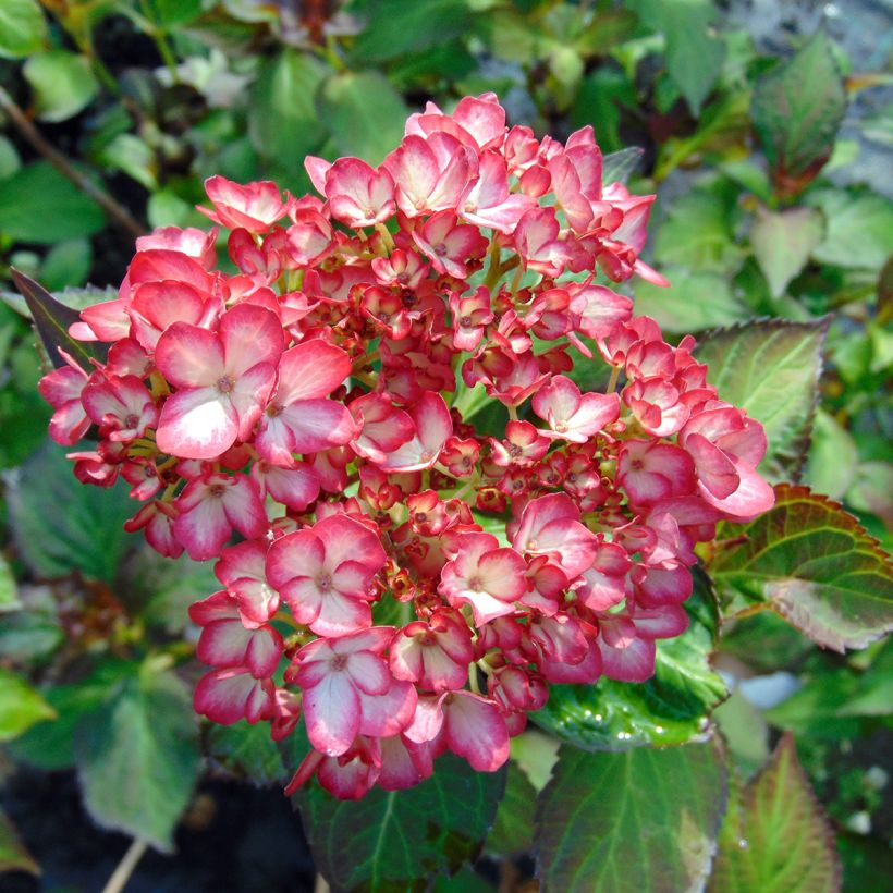 Hortensia - Hydrangea macrophylla Mirai (Floraison)