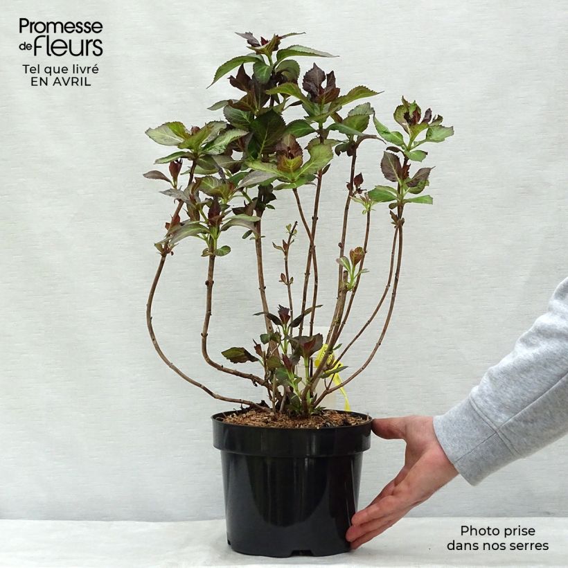 Spécimen de Hortensia - Hydrangea macrophylla Mirai en pot de 3/4L tel que livré au printemps