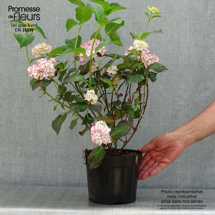 Spécimen de Hortensia - Hydrangea macrophylla Mirai Pot de 3L/4L tel que livré en été
