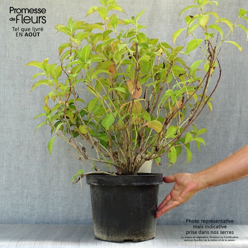Spécimen de Hortensia - Hydrangea macrophylla Mirai Pot de 7,5L/10L tel que livré en été