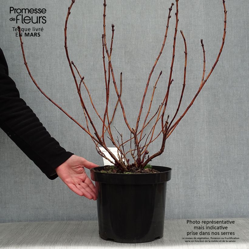 Spécimen de Hortensia - Hydrangea macrophylla Mirai tel que livré en hiver