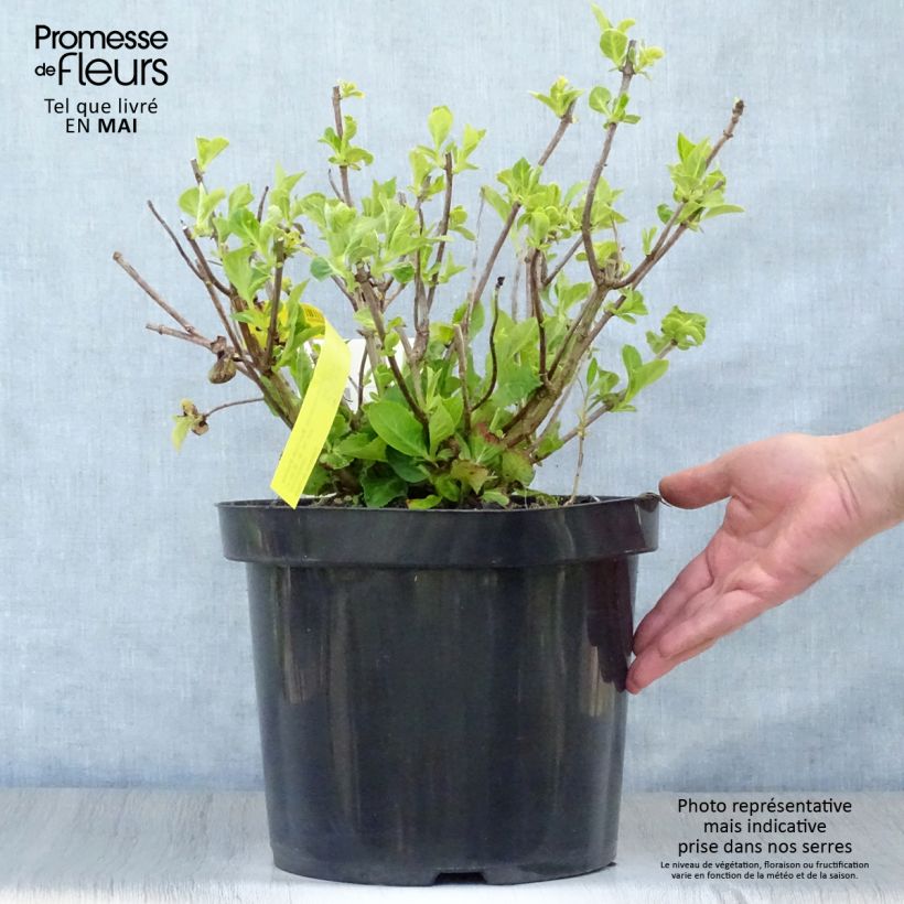 Spécimen de Hortensia - Hydrangea macrophylla Mme Emile Mouillère en pot de 10L tel que livré au printemps