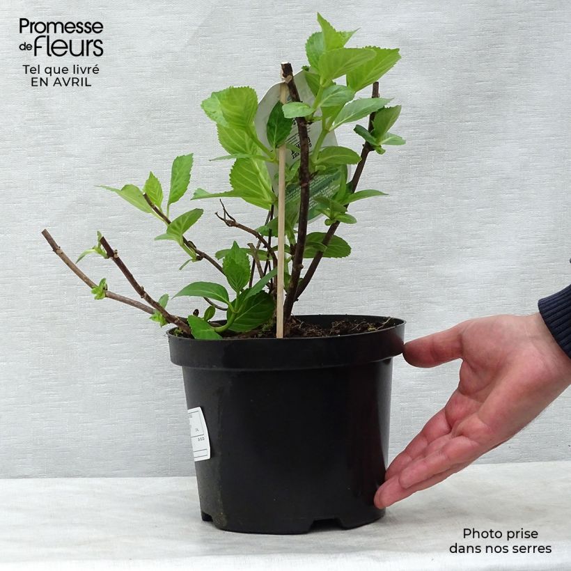 Spécimen de Hortensia - Hydrangea macrophylla Mme Emile Mouillère en pot de 3,5L tel que livré au printemps