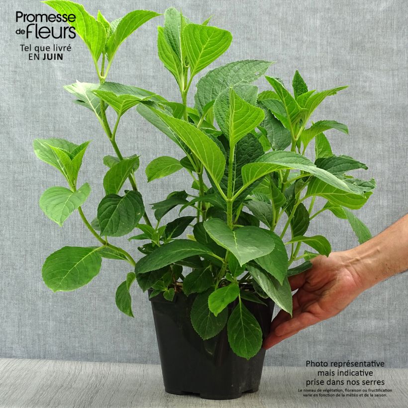 Spécimen de Hortensia - Hydrangea macrophylla Mousmee Pot de 2L/3L tel que livré en été