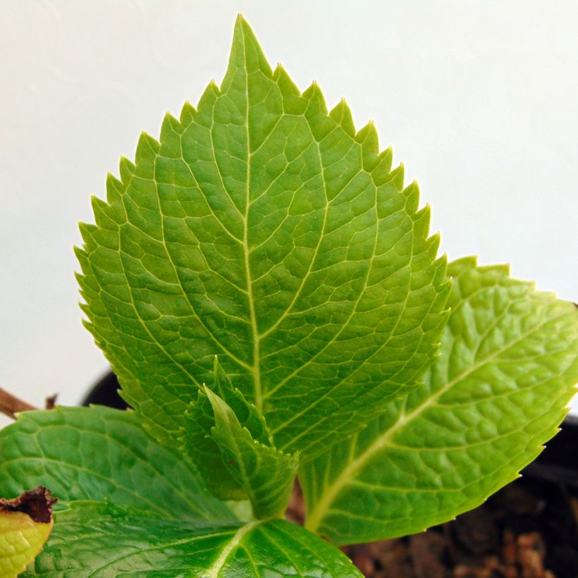 Hortensia - Hydrangea macrophylla Mousseline (Feuillage)