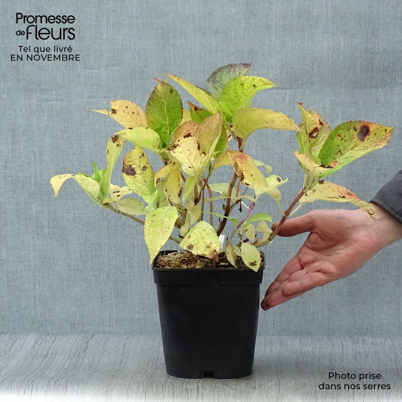 Spécimen de Hortensia - Hydrangea macrophylla Mousseline Pot de 2L/3L tel que livré en automne