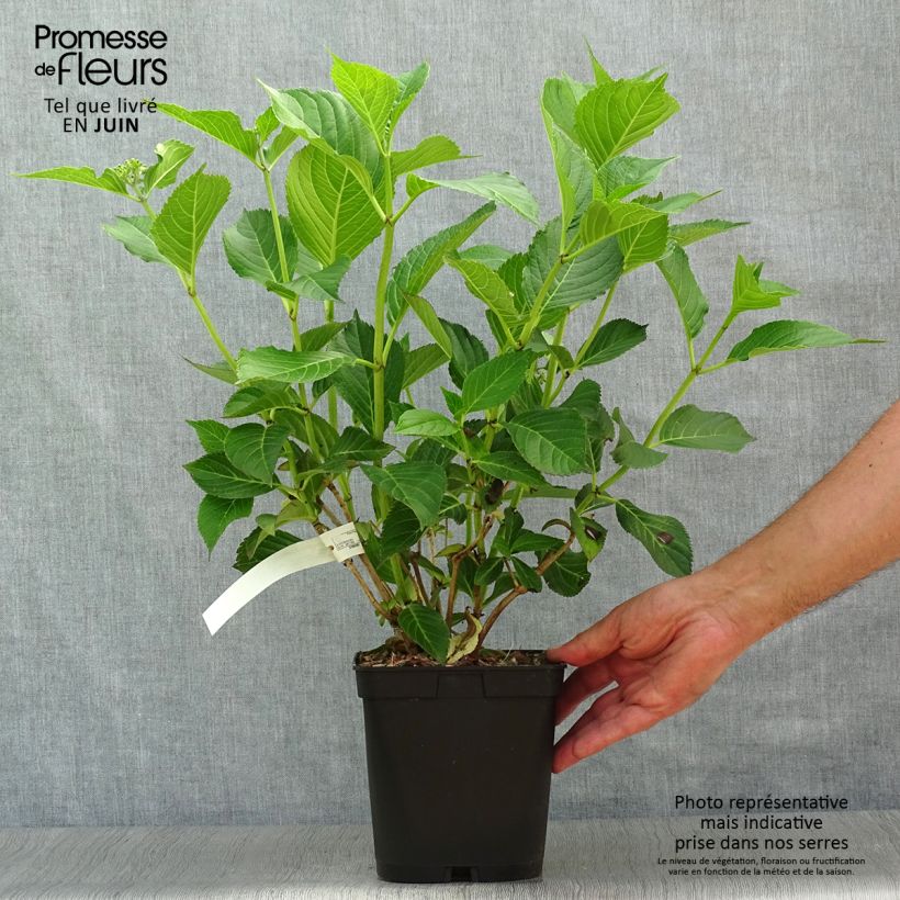 Spécimen de Hortensia - Hydrangea macrophylla Mousseline Pot de 2L/3L tel que livré en été
