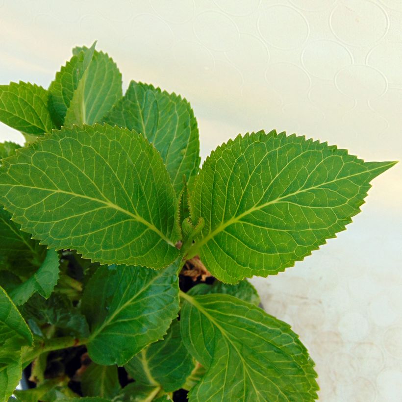 Hortensia - Hydrangea macrophylla Nachtigall (Feuillage)