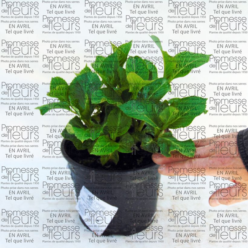 Exemple de spécimen de Hortensia - Hydrangea macrophylla Nachtigall Pot de 2L/3L tel que livré
