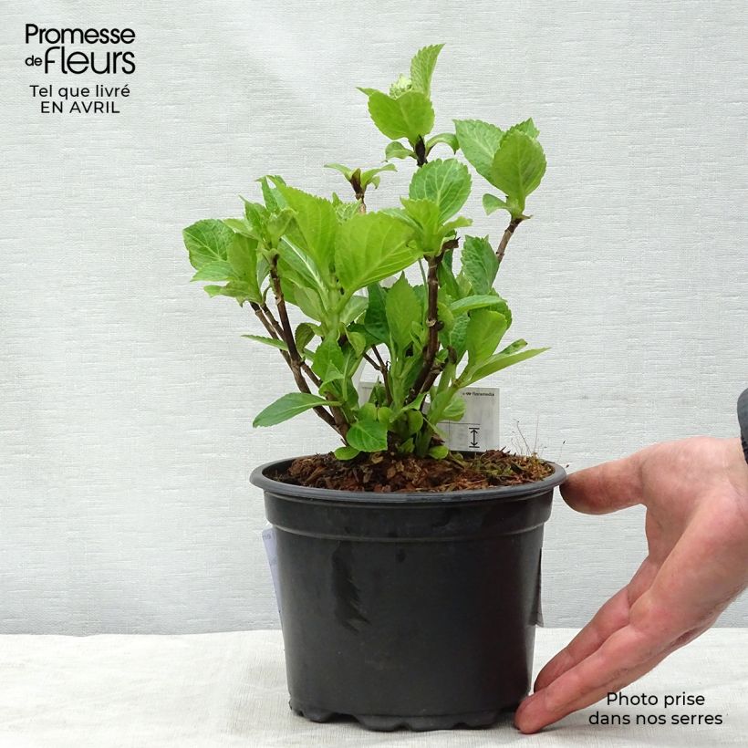 Spécimen de Hortensia - Hydrangea macrophylla Nikko Blue 25cm en pot de 2L/3L tel que livré au printemps