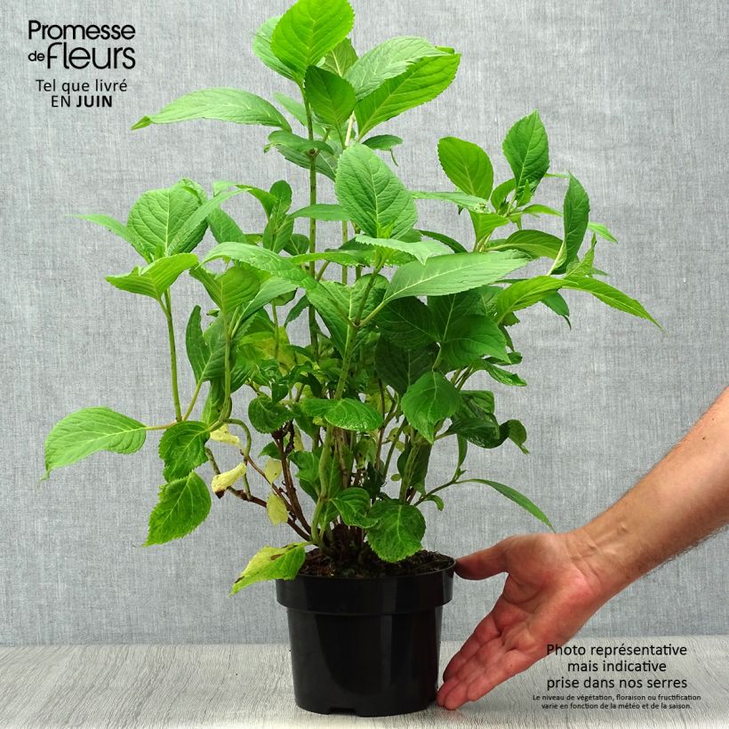 Spécimen de Hortensia - Hydrangea macrophylla Nikko Blue Pot de 2L/3L tel que livré en été