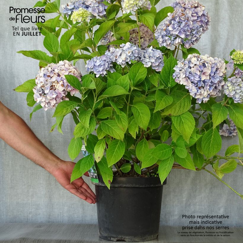 Spécimen de Hortensia - Hydrangea macrophylla Nikko Blue Pot de 7,5L/10L tel que livré en été