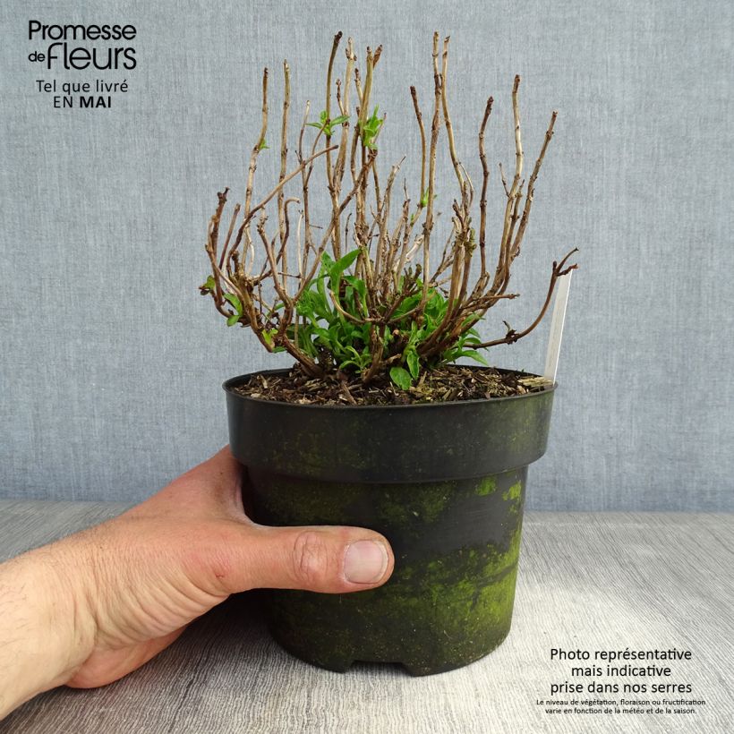 Spécimen de Hortensia - Hydrangea macrophylla Pia tel que livré au printemps