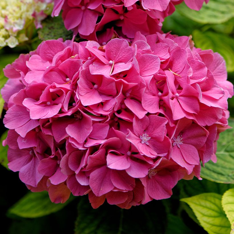 Hortensia - Hydrangea macrophylla Pink Pop (Floraison)