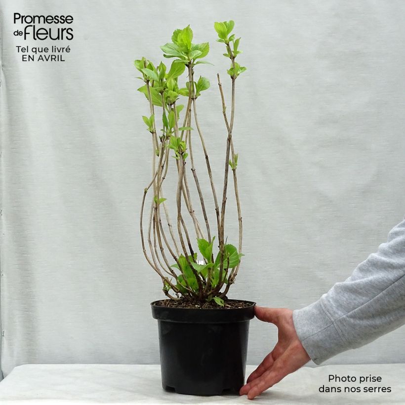 Spécimen de Hortensia - Hydrangea macrophylla Princess Diana en pot de 3L/4L tel que livré au printemps