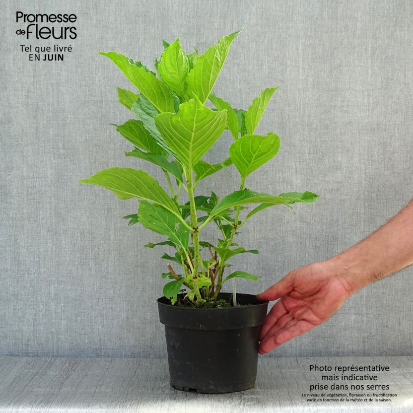 Spécimen de Hortensia - Hydrangea macrophylla Princess Diana Pot de 3L/4L tel que livré en été