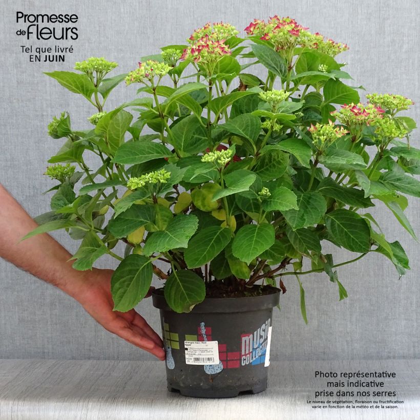 Spécimen de Hortensia - Hydrangea macrophylla Red Reggae (Music Collection) Pot de 4L/5L tel que livré en été