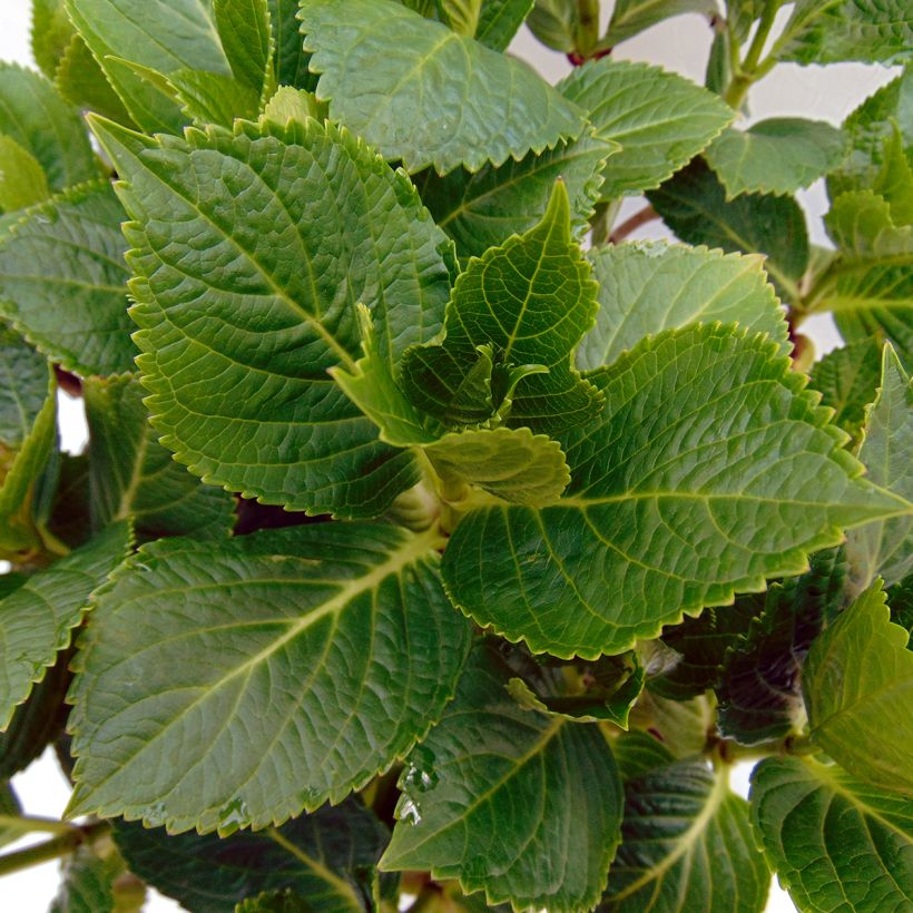 Hortensia - Hydrangea macrophylla Renate Steiniger (Feuillage)
