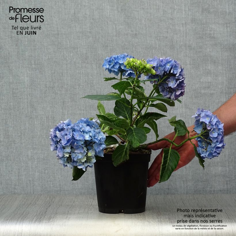 Spécimen de Hortensia - Hydrangea macrophylla Renate Steiniger Pot de 2L/3L tel que livré en été