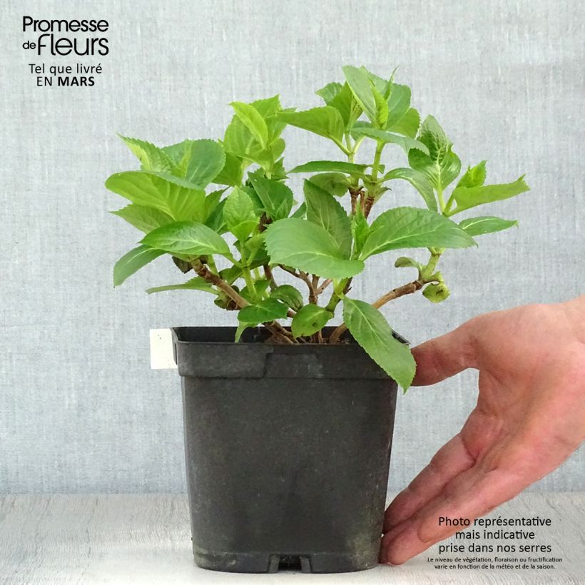 Spécimen de Hortensia - Hydrangea macrophylla Renate Steiniger Pot de 2L/3L tel que livré au printemps