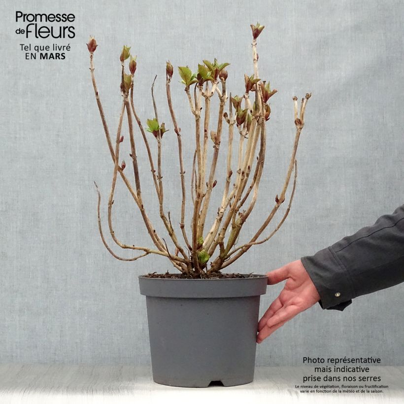 Spécimen de Hortensia - Hydrangea macrophylla Rosita en pot de 10L tel que livré au printemps