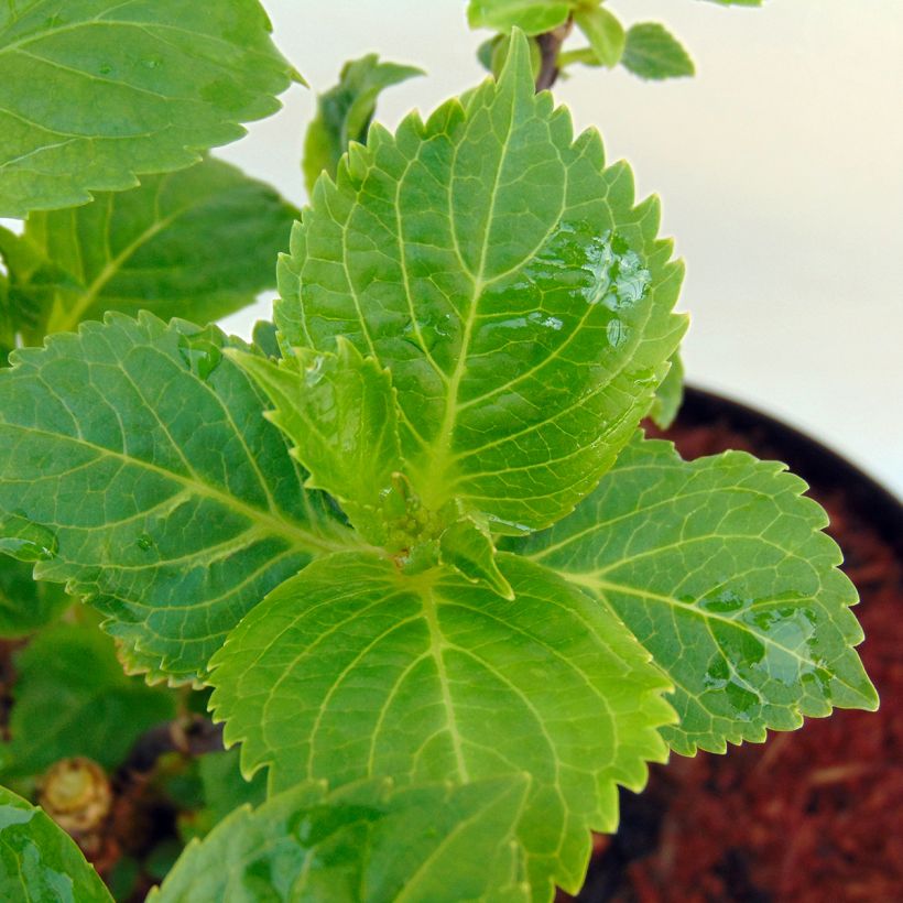 Hortensia - Hydrangea macrophylla Rosita (Feuillage)