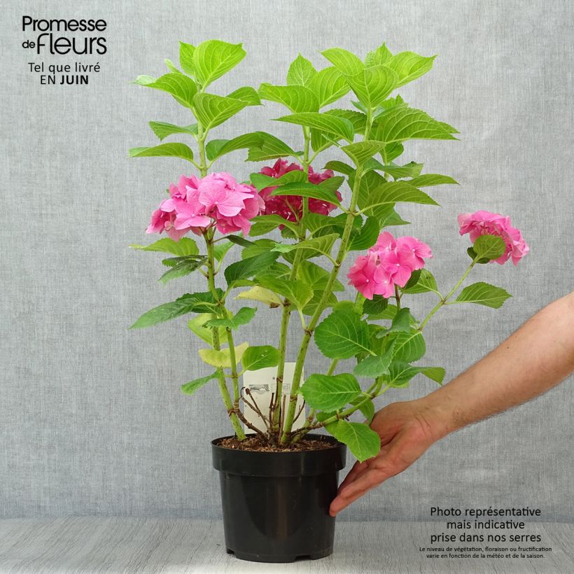 Spécimen de Hortensia - Hydrangea macrophylla Rosita Pot de 2L/3L tel que livré en été