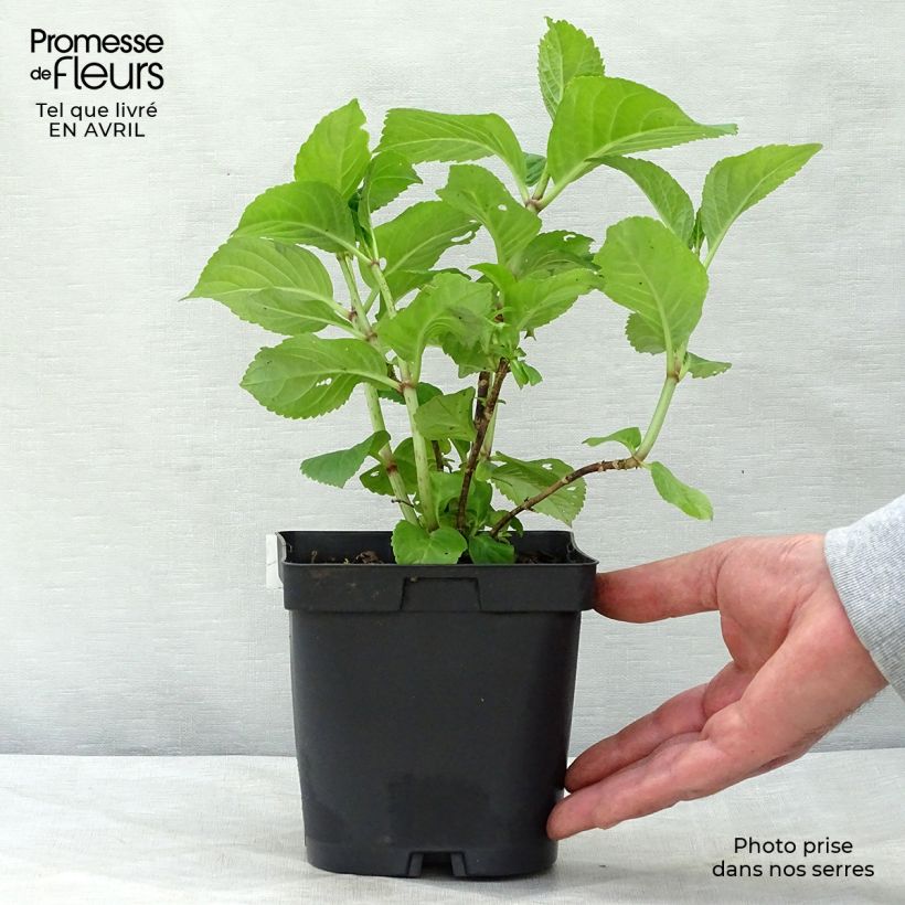 Spécimen de Hortensia - Hydrangea macrophylla Rosita en pot de 3L tel que livré au printemps