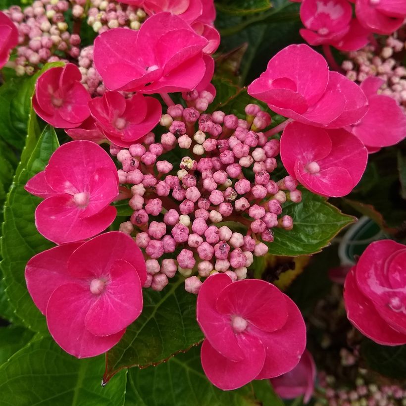 Hortensia macrophylla Rotkehlchen (Floraison)