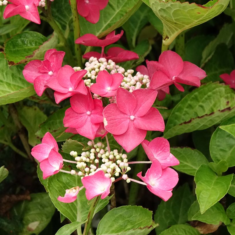 Hortensia - Hydrangea macrophylla Rotschwanz (Floraison)