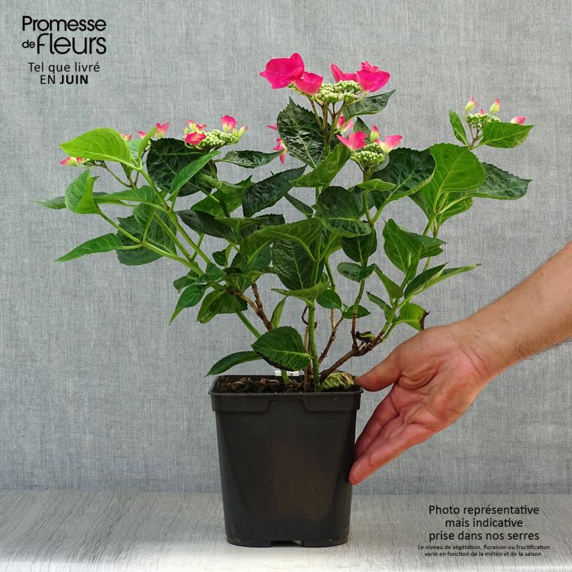 Spécimen de Hortensia - Hydrangea macrophylla Rotschwanz  Pot de 2L/3L tel que livré en été