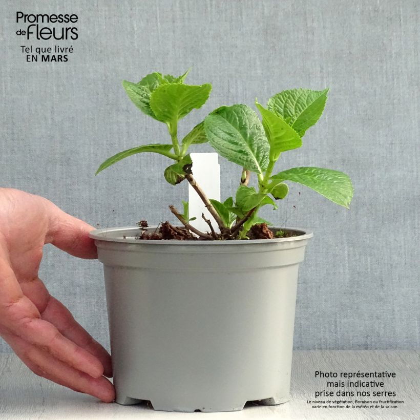 Spécimen de Hortensia - Hydrangea macrophylla Rotschwanz en pot de 2/3L tel que livré au printemps