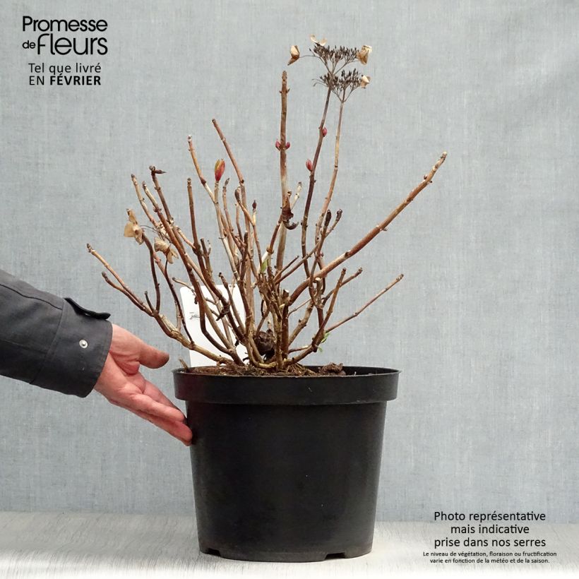 Spécimen de Hortensia - Hydrangea macrophylla Rotschwanz  tel que livré en hiver