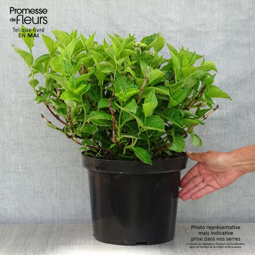 Spécimen de Hortensia - Hydrangea macrophylla Rotschwanz en pot de 7,5L/10L tel que livré au printemps