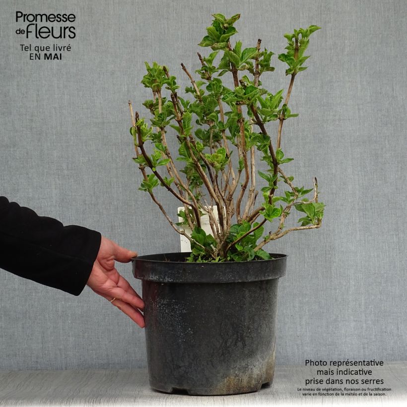 Spécimen de Hortensia - Hydrangea macrophylla Rotschwanz  tel que livré au printemps