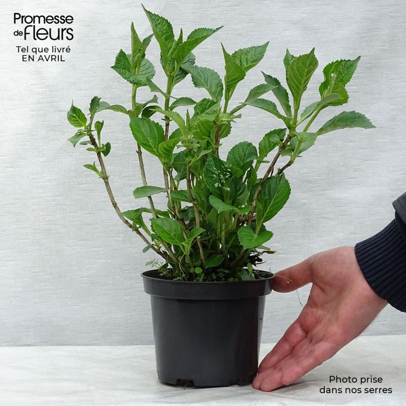Spécimen de Hortensia - Hydrangea macrophylla Schloss Wackerbarth Pot de 3L/4L tel que livré au printemps