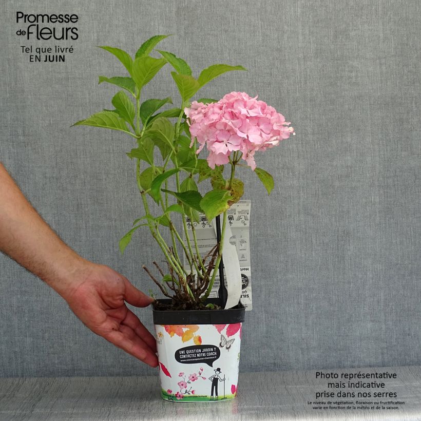 Spécimen de Hortensia - Hydrangea macrophylla So Long Sunny Pot de 2L/3L tel que livré en été