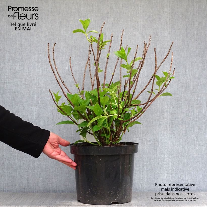 Spécimen de Hortensia - Hydrangea macrophylla Sœur Thérèse tel que livré en printemps