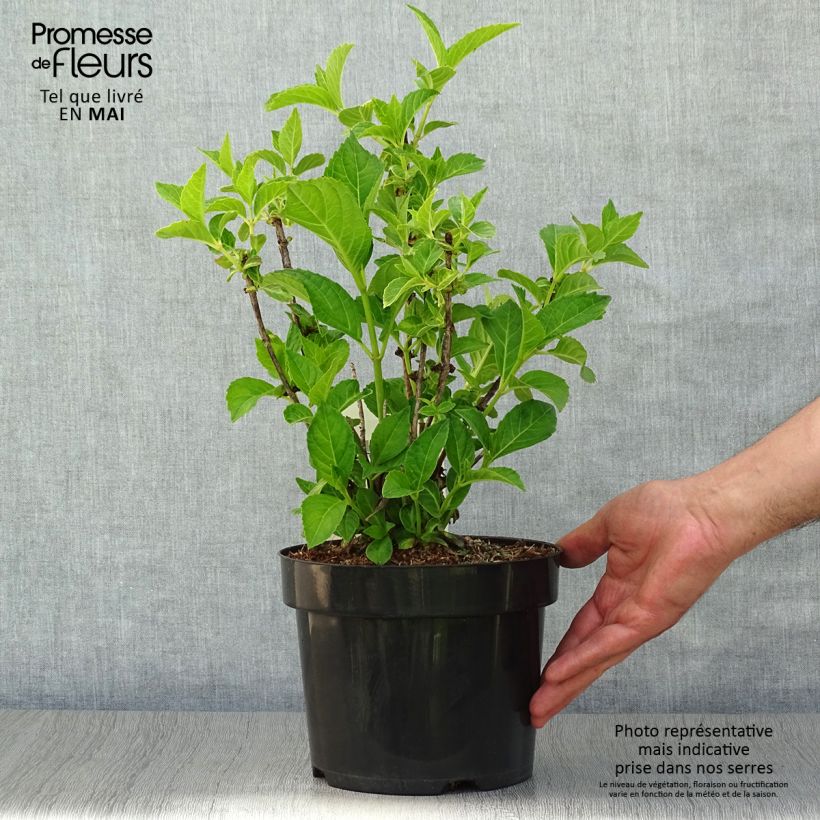 Spécimen de Hortensia - Hydrangea macrophylla Sœur Thérèse en pot de 3L tel que livré au printemps