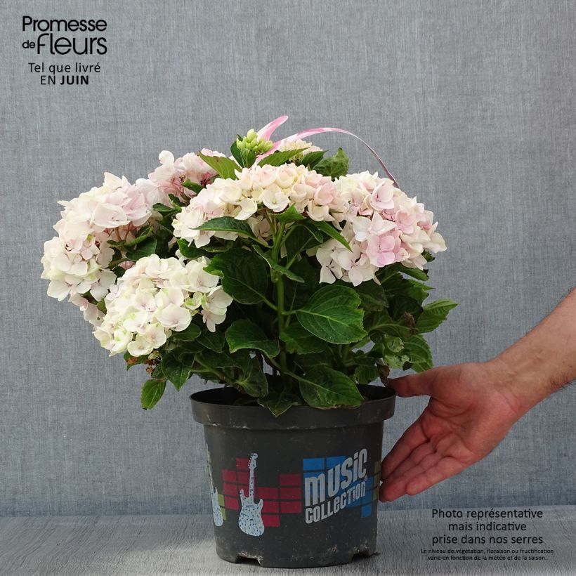 Spécimen de Hortensia - Hydrangea macrophylla Soft Pink Salsa (Music Collection)  tel que livré au printemps