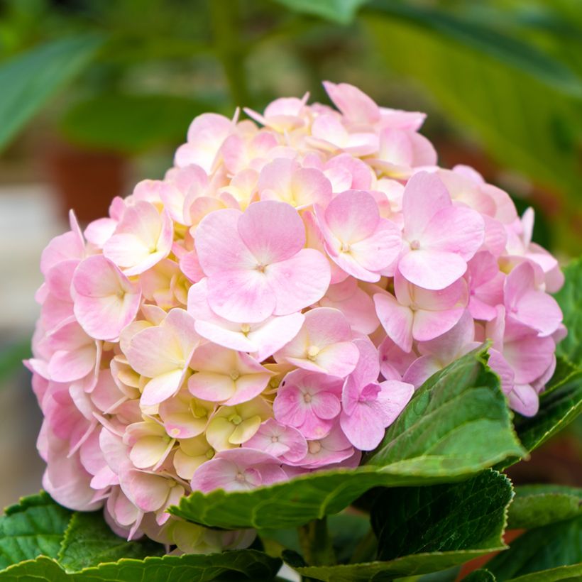 Hortensia - Hydrangea macrophylla Soft Pink Salsa (Floraison)