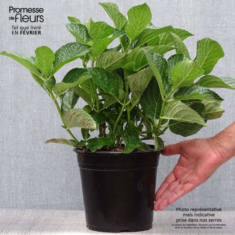 Spécimen de Hortensia - Hydrangea macrophylla Star Gazer Bleu Pot de 4L/5L tel que livré en automne