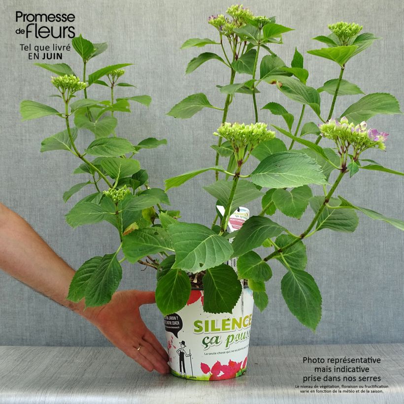 Spécimen de Hortensia - Hydrangea macrophylla Star Gazer Bleu Pot de 4L/5L tel que livré en été