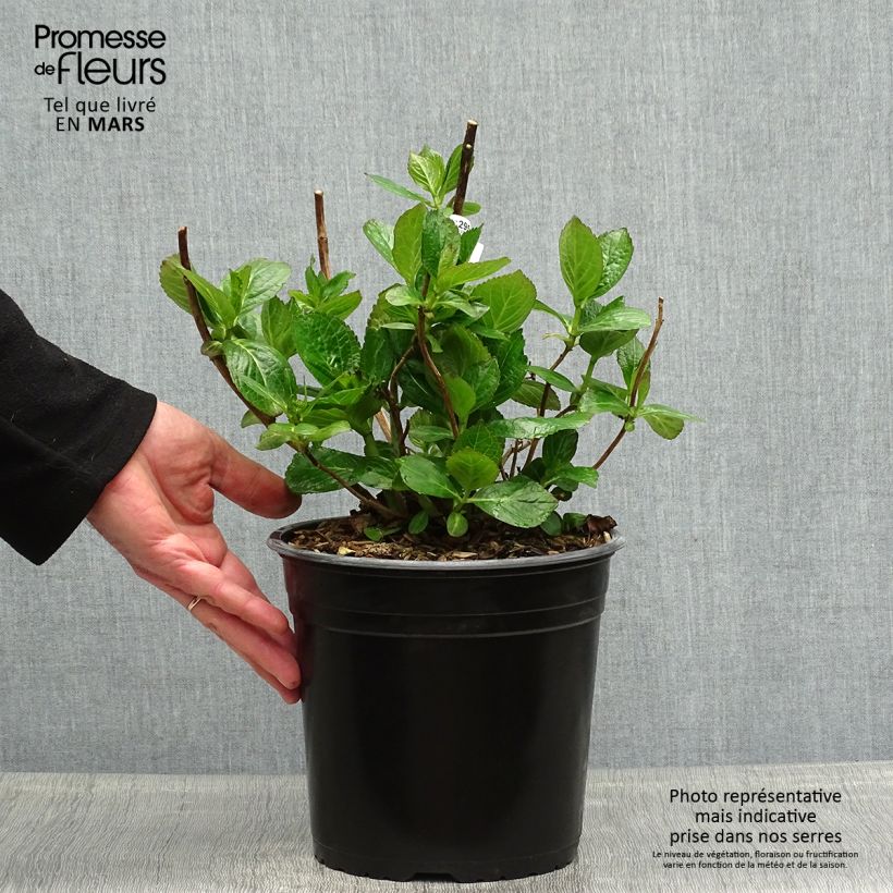 Spécimen de Hortensia - Hydrangea macrophylla Star Gazer Bleu en pot de 4l/5l tel que livré au printemps