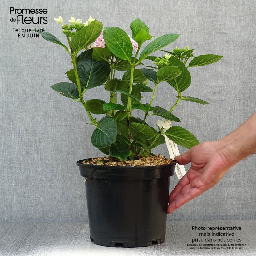 Spécimen de Hortensia - Hydrangea macrophylla Stargazer Pot de 4L/5L tel que livré en été