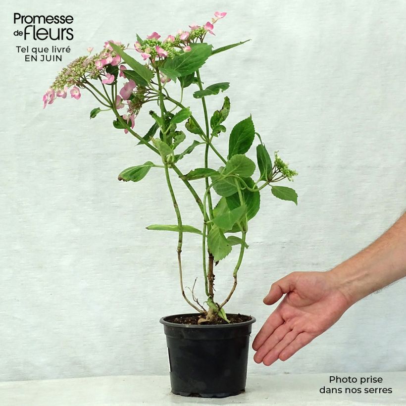 Spécimen de Hortensia - Hydrangea macrophylla Teller Pink Pot de 2L/3L tel que livré en été