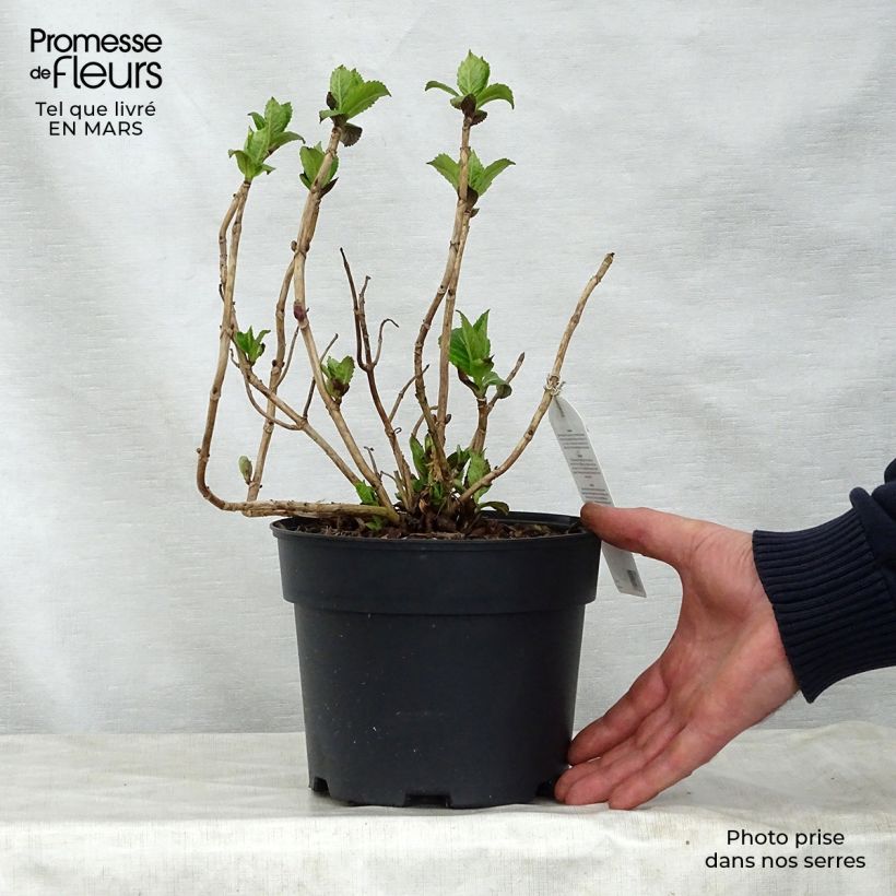 Spécimen de Hortensia - Hydrangea macrophylla Teller Pink 2L./3L. tel que livré au printemps