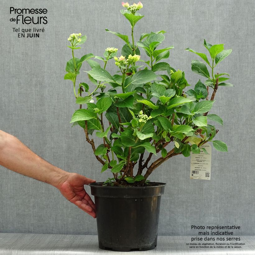Spécimen de Hortensia - Hydrangea macrophylla Teller Pink Pot de 7,5L/10L tel que livré en été